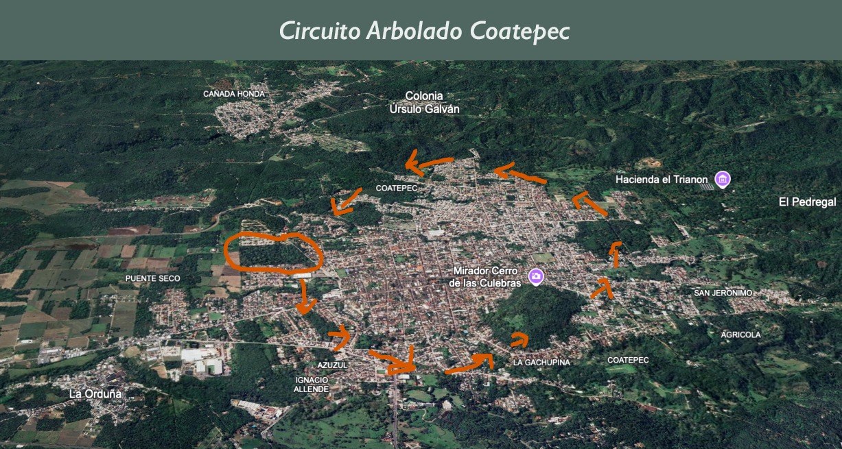 «Circuito Arbolado Coatepec», iniciativa ciudadana: dentro de la elipse, la zona arbolada de San Lucas, que resguarda un basamento de la ciudad sagrada prehispánica de Coatepec, donde fue encontrada la Estela.