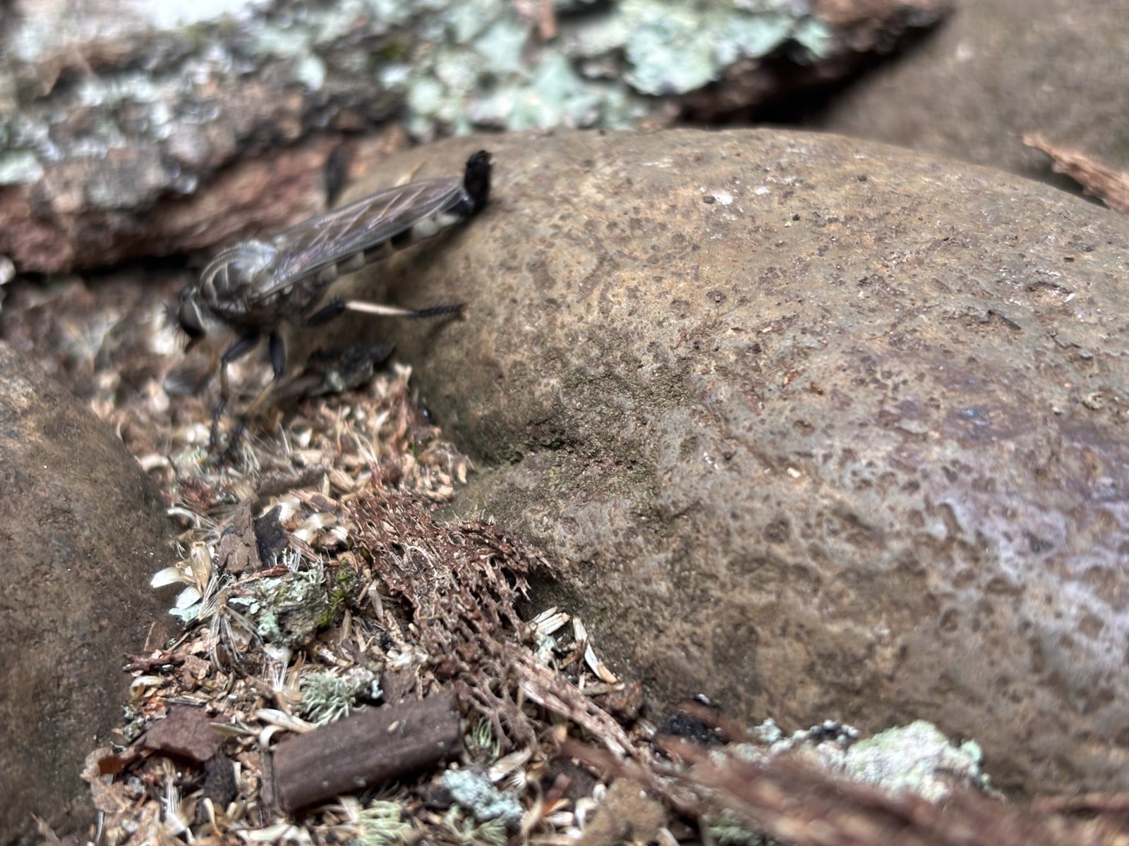 Un asílido (mosca cazadora) sobre la piedra del sendero · foto: Bernard Uriza