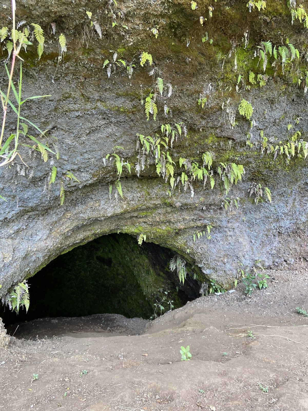 Cueva con helechos en el Cerro, febrero de 2024 · foto: Bernard Uriza
