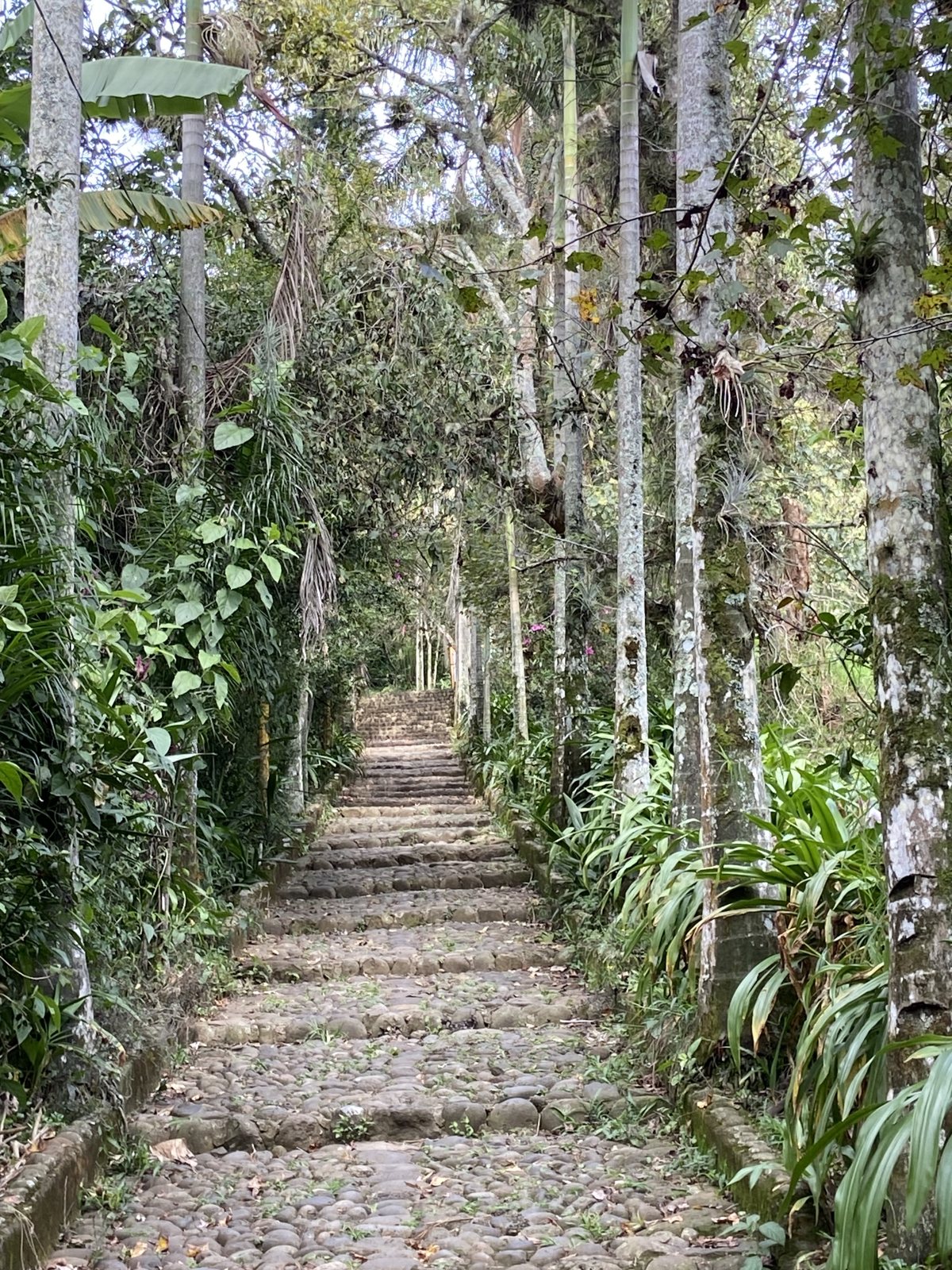 La escalinata empedrada entre palmas y bromelias, febrero de 2024 · foto: Bernard Uriza