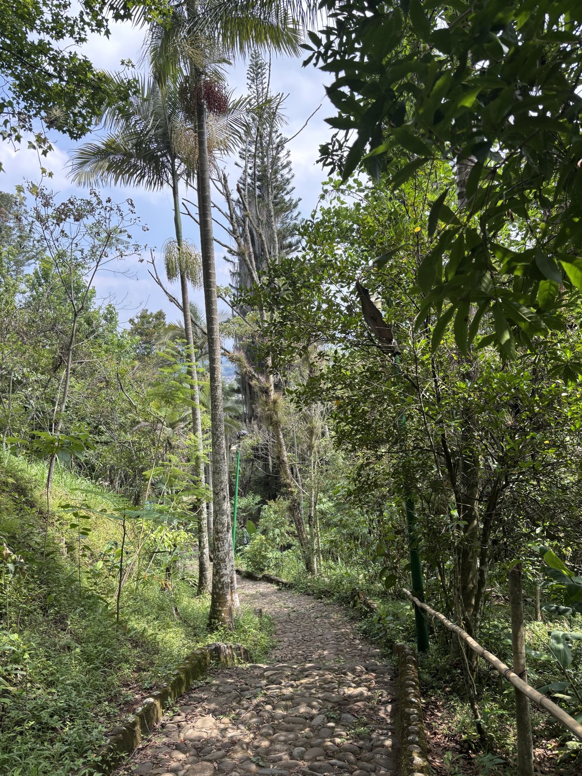 El sendero del Parque Temático bajo los helechos arborescentes · foto: Bernard Uriza